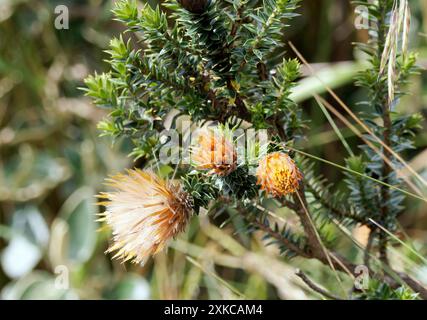 Blume der Anden, Chuquiraga jussieui, Vulkan Quilotoa, Nationalpark Cotopaxi, Ecuador, Südamerika Stockfoto