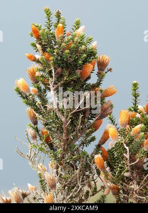 Blume der Anden, Chuquiraga jussieui, Vulkan Quilotoa, Nationalpark Cotopaxi, Ecuador, Südamerika Stockfoto