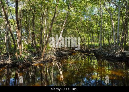 Mangroven im Biosphärenreservat Celestún in Mexiko Stockfoto