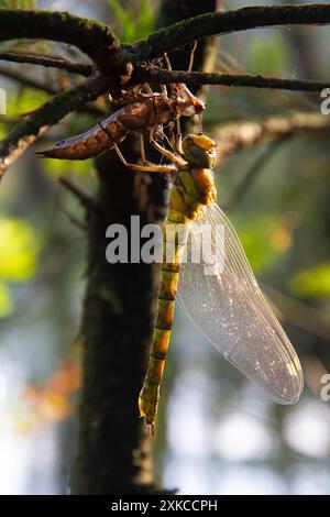 Dragonfly, wahrscheinlich ein Hawker aus Norfolk, kurz nach der Metamorphose, die leere Nymphe klammert sich an einem Ast darüber Stockfoto