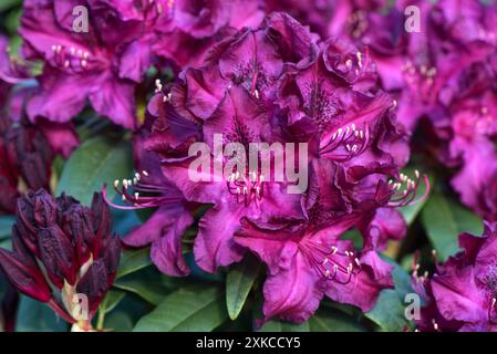 Tiefviolette, schwarz gepunktete Blüten von Rhododendron „Hamilcar“ mit Staubblättern und Antheren, Berkshire, Mai Stockfoto