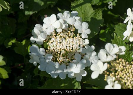 Wildgelrose (Viburnum opulus) Korymb von Blüten mit sterilen großen weißen Blüten, die kleinere fruchtbare Blüten in einer Hecke umgeben. Stockfoto