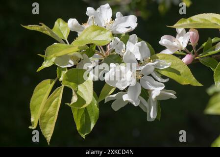 Junge Blätter und weiße Blüten einer Apfelsorte Discovery in einem frühen Frühlingsgarten, Berkshire, April Stockfoto