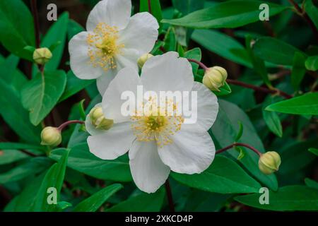 Foto von Sommerblumen im Garten Stockfoto