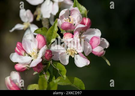 Königsblüten und rosa Knospen auf der Blütenblüte eines Apfelbaums in Egremont mit rosafarbenem Obstgarten im frühen Frühjahr, Berkshire, April Stockfoto