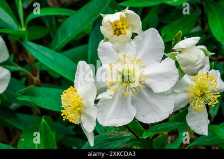 Foto von Sommerblumen im Garten Stockfoto