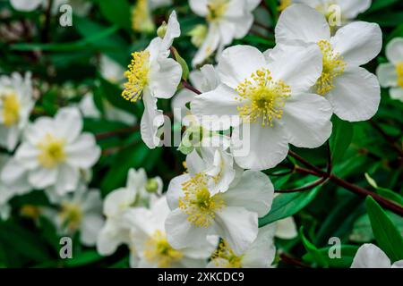 Foto von Sommerblumen im Garten Stockfoto