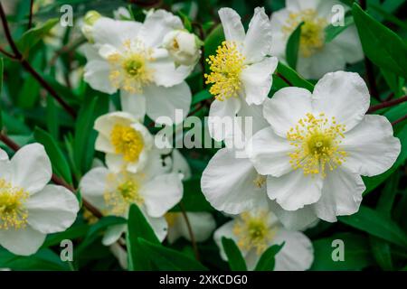 Foto von Sommerblumen im Garten Stockfoto