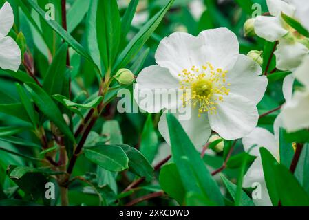 Foto von Sommerblumen im Garten Stockfoto