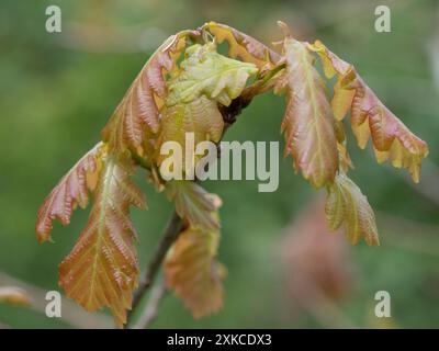 Zarte, junge weiche Eiche (Quercus robur) im Frühjahr mit grüner, bronzefarbener Farbe im jungen Wald, Berkshire, April Stockfoto