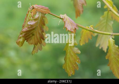 Zarte, junge weiche Eiche (Quercus robur) im Frühjahr mit grüner, bronzefarbener Farbe im jungen Wald, Berkshire, April Stockfoto