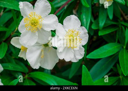 Foto von Sommerblumen im Garten Stockfoto