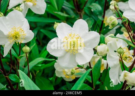 Foto von Sommerblumen im Garten Stockfoto