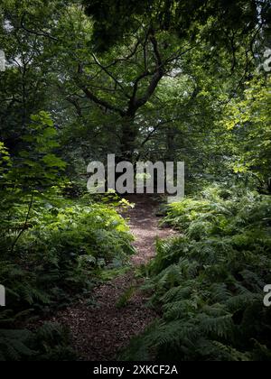 Ein Fußweg durch üppig grüne Sommerwälder in Worcestershire, England. Stockfoto