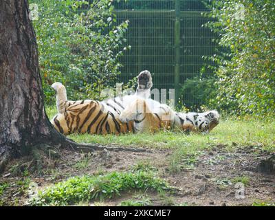 Tiger (Panthera tigris), der im Gras herumrollt Stockfoto
