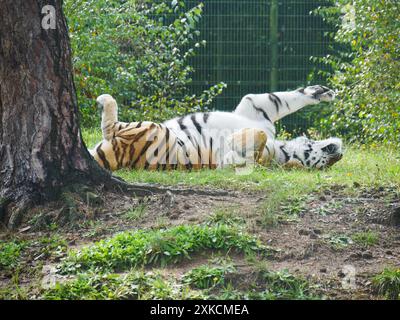 Tiger (Panthera tigris), der im Gras herumrollt Stockfoto