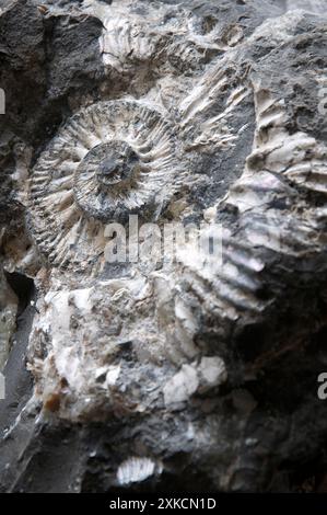 Nahaufnahme eines Ammoniten-Fossils. Gefunden am Strand von Osmington Mills, entdeckt nach einem Erdrutsch. Jurassic Coast, Dorset, England, Großbritannien. Stockfoto