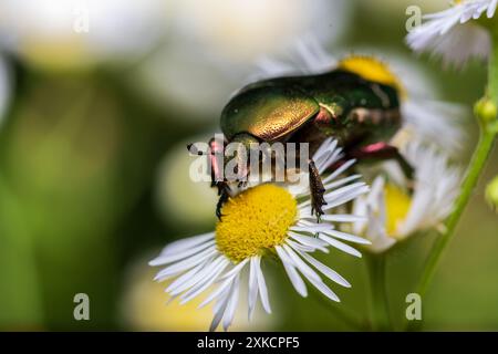 Rosenkäfer Stockfoto