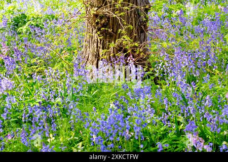 Bluebell oder Wild Hyacinth (hyacinthoides non-scripta, endymion non-scriptus), Nahaufnahme der Blumen, die den Boden eines offenen Waldes im Frühjahr bedecken Stockfoto