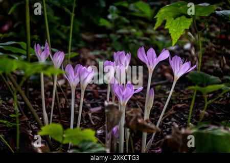 Crocus blüht in Warkworth, einem Dorf in einer Schleife des Flusses Coquet, mit einer herrlichen mittelalterlichen Burgruine, in Northumberland, England. Stockfoto