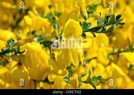 Besen (cytisus scoparius), Nahaufnahme eines Zweigs des Gemüsebausches, der ihn in der Frühlingssonne mit gelben Blüten bedeckt zeigt. Stockfoto