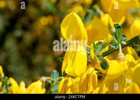 Besen (cytisus scoparius), Nahaufnahme mit Fokus auf eine einzelne gelbe Blume des Strauchs, isoliert in der Frühlingssonne. Stockfoto