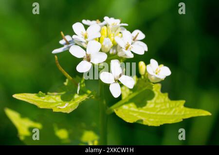 Knoblauchsenf (alliaria petiolata), Nahaufnahme mit den weißen Blüten der gewöhnlichen Hecke, isoliert in der Frühlingssonne. Stockfoto