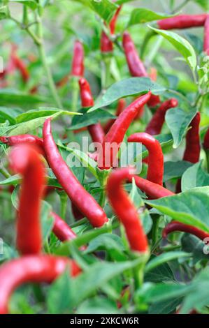 Nahaufnahme des Anbaus und der Reifung von Bio-Chili-Paprika-Plantagen im Gemüsegarten, vertikale Zusammensetzung Stockfoto