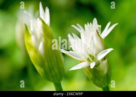 Ramsons oder Wilder Knoblauch (allium ursinum), Nahaufnahme mit Fokus auf eine einzelne weiße Blume der Waldpflanze, wie sie aus ihrer papierartigen Scheide hervortritt. Stockfoto