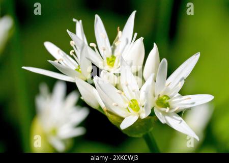 Ramsons oder Wilder Knoblauch (allium ursinum), Nahaufnahme, die die weißen Blüten der Waldpflanze zeigt, die in der Frühlingssonne zu erscheinen beginnen. Stockfoto