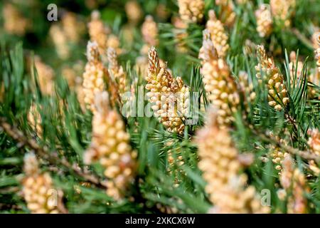 Schottenkiefer (pinus sylvestris), Nahaufnahme mit Fokus auf eine einzige Blüte männlicher Blüten aus vielen in der Frühlingssonne. Stockfoto