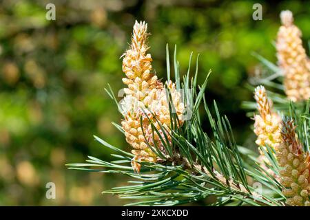 Schottenkiefer (pinus sylvestris), Nahaufnahme mit Fokus auf eine einzelne Blüte männlicher Blüten, die am Ende eines Zweiges in der Frühlingssonne isoliert sind. Stockfoto