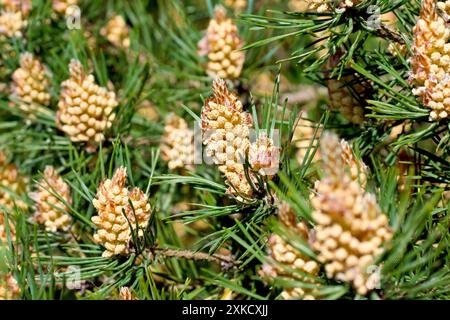 Schottenkiefer (pinus sylvestris), Nahaufnahme mit Fokus auf eine einzige Blüte männlicher Blüten aus vielen in der Frühlingssonne. Stockfoto
