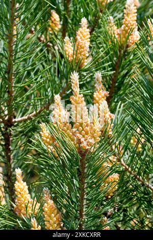 Schottenkiefer (pinus sylvestris), Nahaufnahme mit Fokus auf eine einzige Blüte männlicher Blüten aus vielen in der Frühlingssonne. Stockfoto