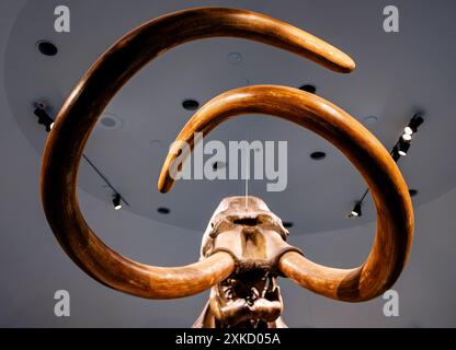 Ein kolumbianisches Mammut-Skelett im La Brea Tar Pits Museum in Los Angeles, Kalifornien Stockfoto