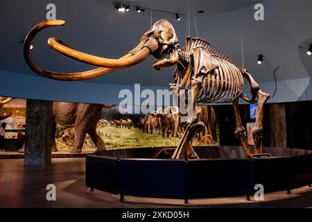 Ein kolumbianisches Mammut-Skelett im La Brea Tar Pits Museum in Los Angeles, Kalifornien Stockfoto