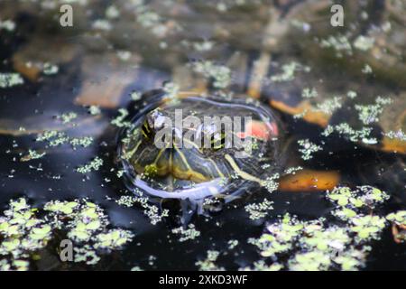 Eine schwimmende Rotohr-Gleitschildkröte Stockfoto