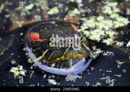 Eine schwimmende Rotohr-Gleitschildkröte Stockfoto