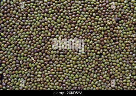 Hintergrund von Bohnenkörnern, die auf einem Tisch liegen, um Bissspuren zu untersuchen, die durch Schädlinge verursacht werden, die Erbsensamen vernichten, die zum Anpflanzen vorbereitet werden. Organische Mung b Stockfoto