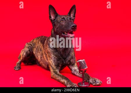 Singender Welpenhund niederländischer Hirte mit Mikrofon, isoliert auf rot gelbem Studio Stockfoto