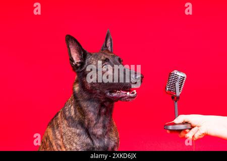 Singender Welpenhund niederländischer Hirte mit Mikrofon, isoliert auf rot gelbem Studio Stockfoto