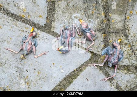 Tote Vogelbabys fallen aus dem Nest | Oisillons morts tombés du nid Stockfoto