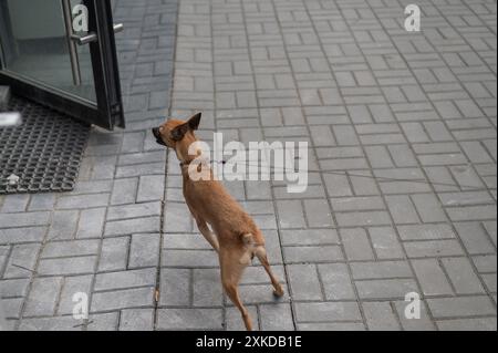 Lustiger russischer Spielzeugterrier, der läuft. Stockfoto