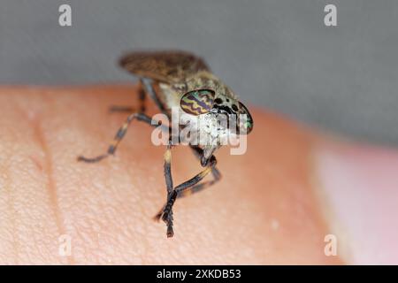 Pferdefliege beißt auf die menschliche Haut. Kerbgehörnte Klee oder Klonfliege (Haematopota pluvialis) am Finger. Blutsaugende Insekten in der Familie Tabanidae. Stockfoto