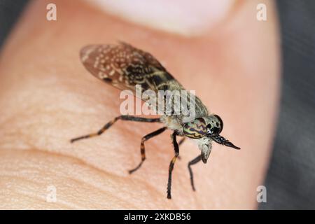 Pferdefliege beißt auf die menschliche Haut. Kerbgehörnte Klee oder Klonfliege (Haematopota pluvialis) am Finger. Blutsaugende Insekten in der Familie Tabanidae. Stockfoto