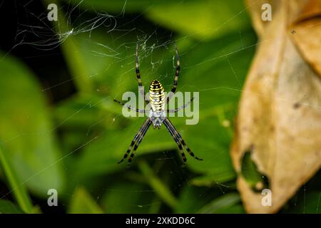 Eine Wasp Spider im Netz Stockfoto