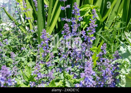 Nahaufnahme von Blüten der kleinen Katzenminze (nepeta nepetella) in Blüte Stockfoto