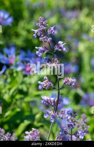 Nahaufnahme von Blüten der kleinen Katzenminze (nepeta nepetella) in Blüte Stockfoto