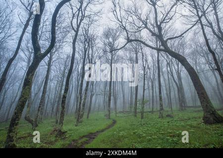 Nebeliger, nebeliger Morgen auf dem Appalachian Trail am Eingang zur Lewis Fork Wilderness, Mount Rogers, Virginia, USA Stockfoto