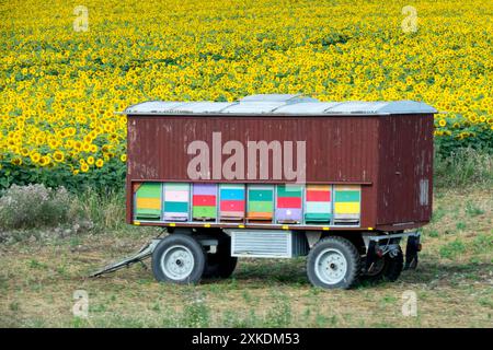 Mobile Bienenstöcke, Sonnenblumenfeld, Gelb, Mitte Sommer Juli Bee Hives Apiary Trailer Stockfoto